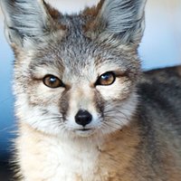 Kit Fox Alaston
